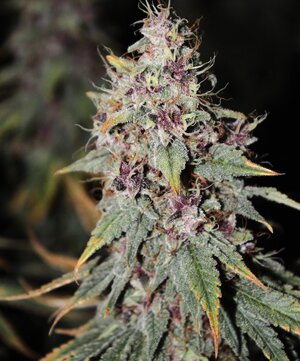 Aug 5 hermied Grape Skunk.JPG