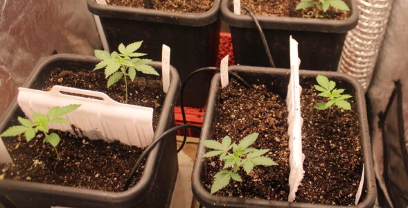 Aug 5 new crop 2.JPG