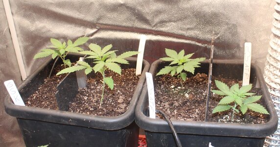 Aug 5 new crop.JPG