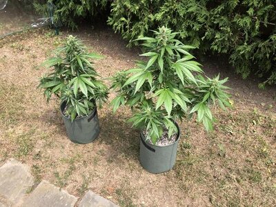 IMG_5719.jpeg
