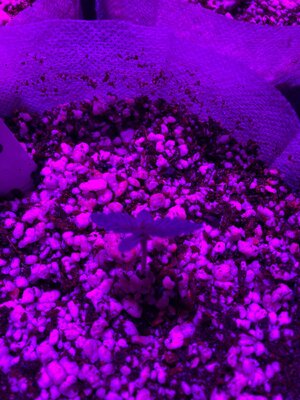 IMG_1975[1].jpeg