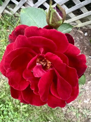IMG_9114.jpeg