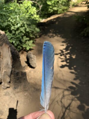 IMG_0156.jpeg