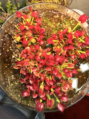 IMG_0267.jpeg