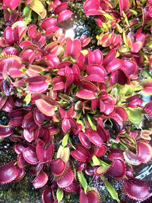 IMG_0268.jpeg