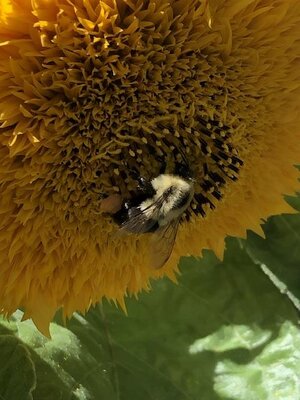 IMG_5948.jpeg