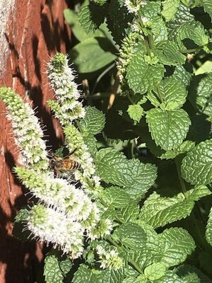 IMG_5944.jpeg