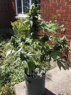 IMG_5951.jpeg