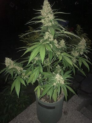IMG_6023.jpeg