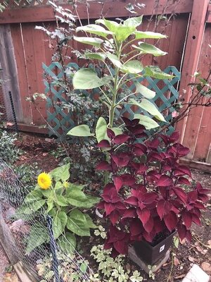 IMG_6007.jpeg