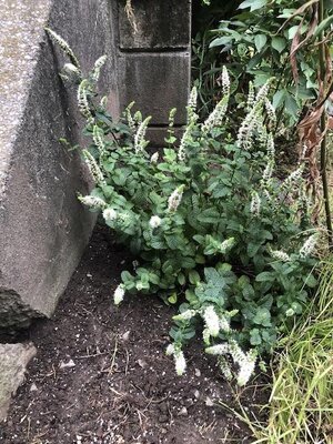 IMG_6003.jpeg