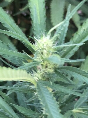 IMG_0409.jpeg
