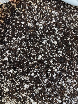 IMG_2066[1].jpeg