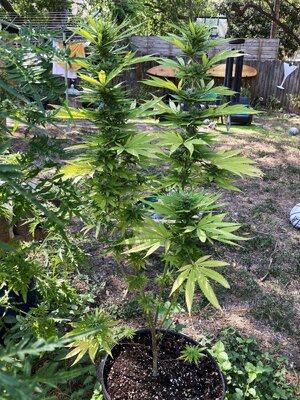 IMG_2101[1].jpeg