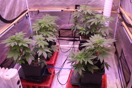 Aug 24 veg blues on.JPG