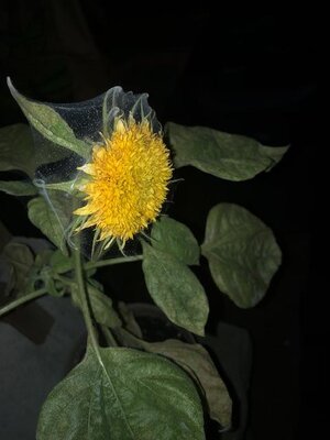 IMG_6056.jpeg