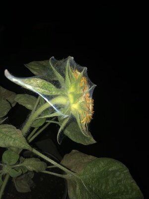 IMG_6055.jpeg