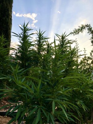 IMG_0816.jpeg