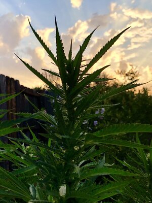 IMG_0808.jpeg