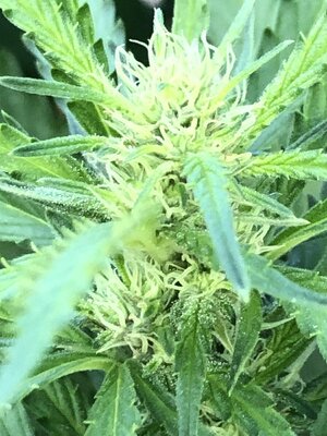 IMG_0797.jpeg