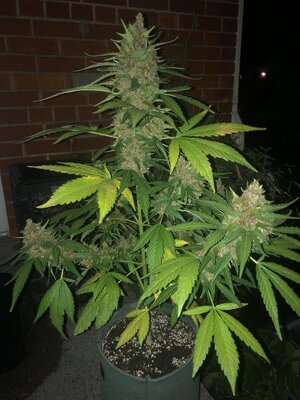 IMG_6096.jpeg
