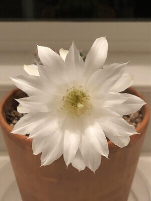 IMG_1184.jpeg