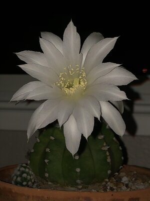 IMG_1187.jpeg