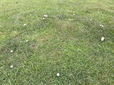 IMG_9256.jpeg