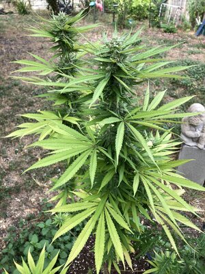 IMG_2168[1].jpeg