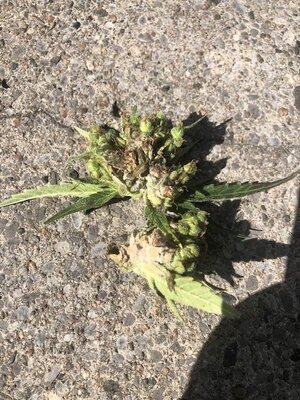 IMG_6135.jpeg