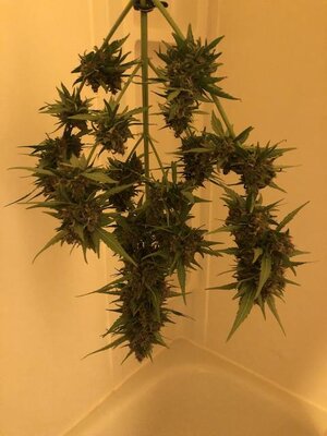 IMG_6158.jpeg