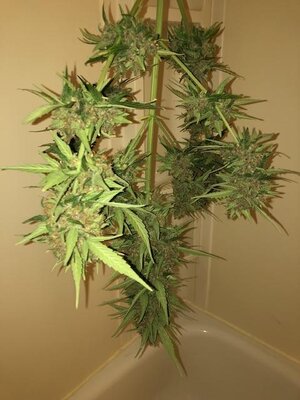 IMG_6160.jpeg