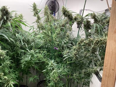 31435C75-E770-4C5D-84A3-7B4B5BECE4AE.jpeg
