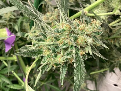 B1735109-40FB-4A74-9742-DB90E4BD6897.jpeg