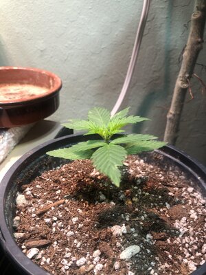 IMG_1540(4).JPEG