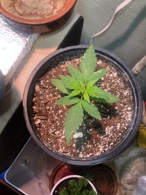 IMG_1539(4).JPEG