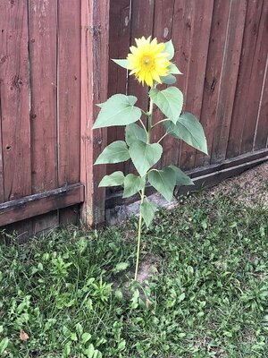 IMG_6195.jpeg