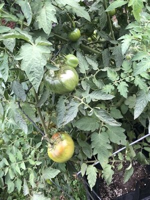 IMG_6198.jpeg
