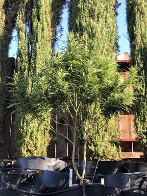 IMG_1608.jpeg