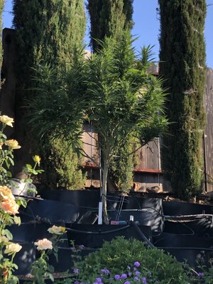 IMG_1609.jpeg