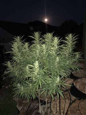 IMG_1575.jpeg