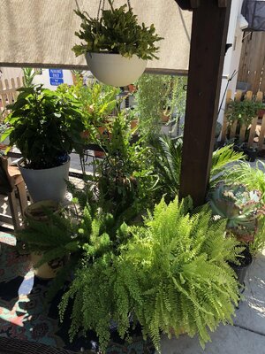 IMG_1662.jpeg