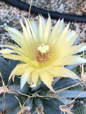 IMG_1656.jpeg