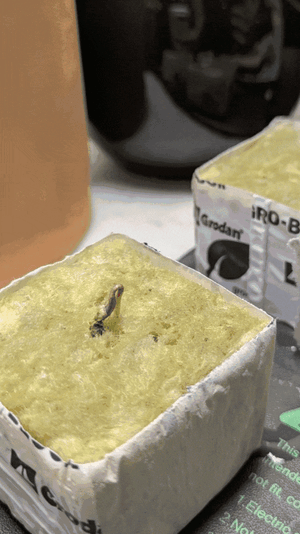 20250909_192138-ANIMATION.gif