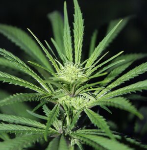 Sept 8 black light smbud.JPG