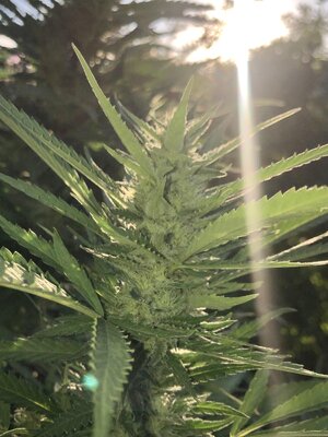 IMG_1946.jpeg