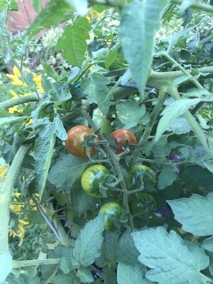 IMG_6310.jpeg