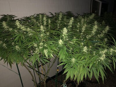 IMG_2129.jpeg