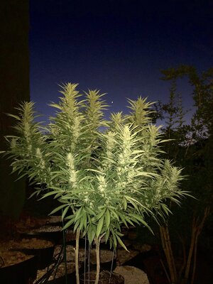 IMG_2115.jpeg