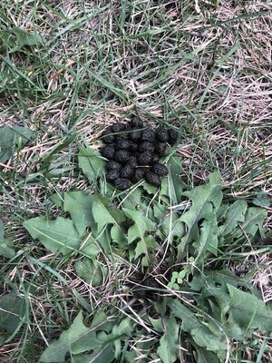 IMG_6306.jpeg